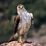 Aigle de Bonelli