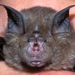 Grand rhinolophe