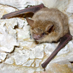 Murin à oreilles échancrées