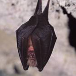 Petit rhinolophe