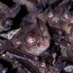Rhinolophe euryale