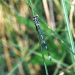 Agrion de mercure