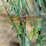 Cordulie à corps fin