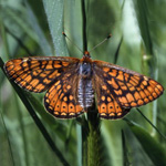 Damier de la succise