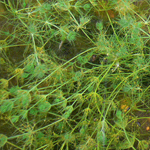 Eau oligo-mésotrophe