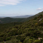Forêt à quercus ilex et rotundifolia