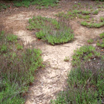 Mare temporaire méditerranéenne