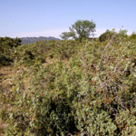 Mattoral arborescent