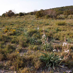 Parcours substeppique