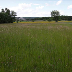 Prairie de fauche