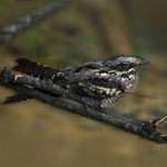 Engoulevent d'Europe