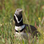 Outarde canepetière